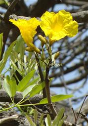  Inflorescence